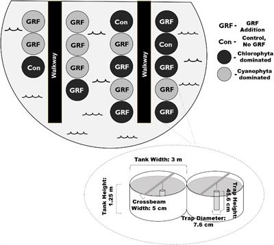 Phytoplankton Community Response to Changes in Light: Can Glacial Rock Flour Be Used to Control Cyanobacterial Blooms?